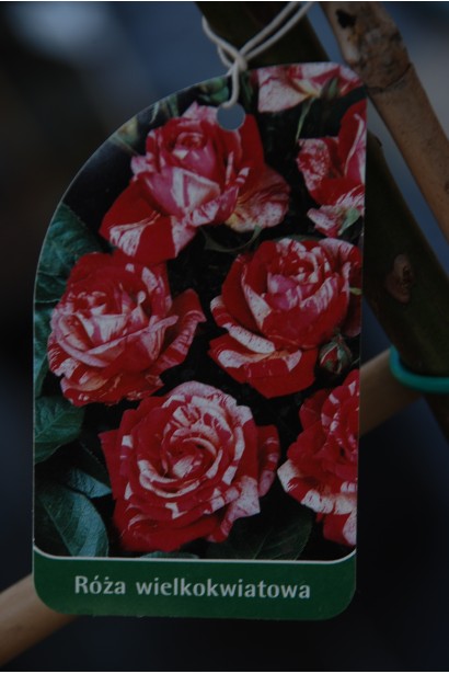 Rose large-flowered (trunk, red-white) SHTAMB